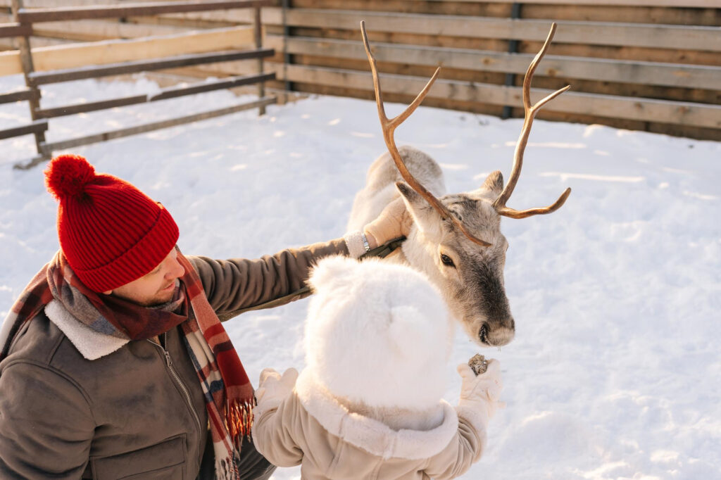 How should you prepare for an encounter with reindeer?