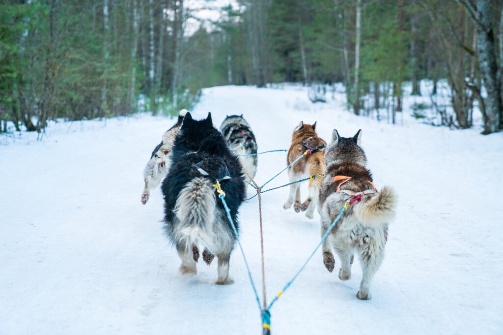 Dog Sledding as a Tourist Attraction