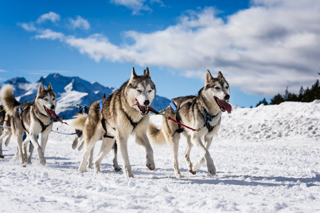 A team of sled dogs running through snow