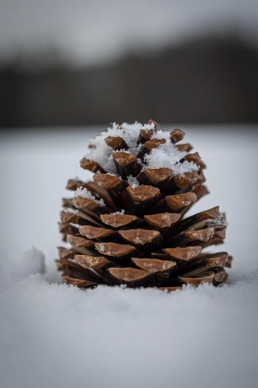 Pine cone with fresh snow crystals