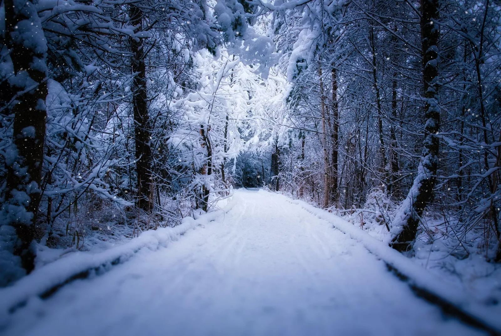 Snow-covered forest path in blue winter dusk, Swedish Lapland