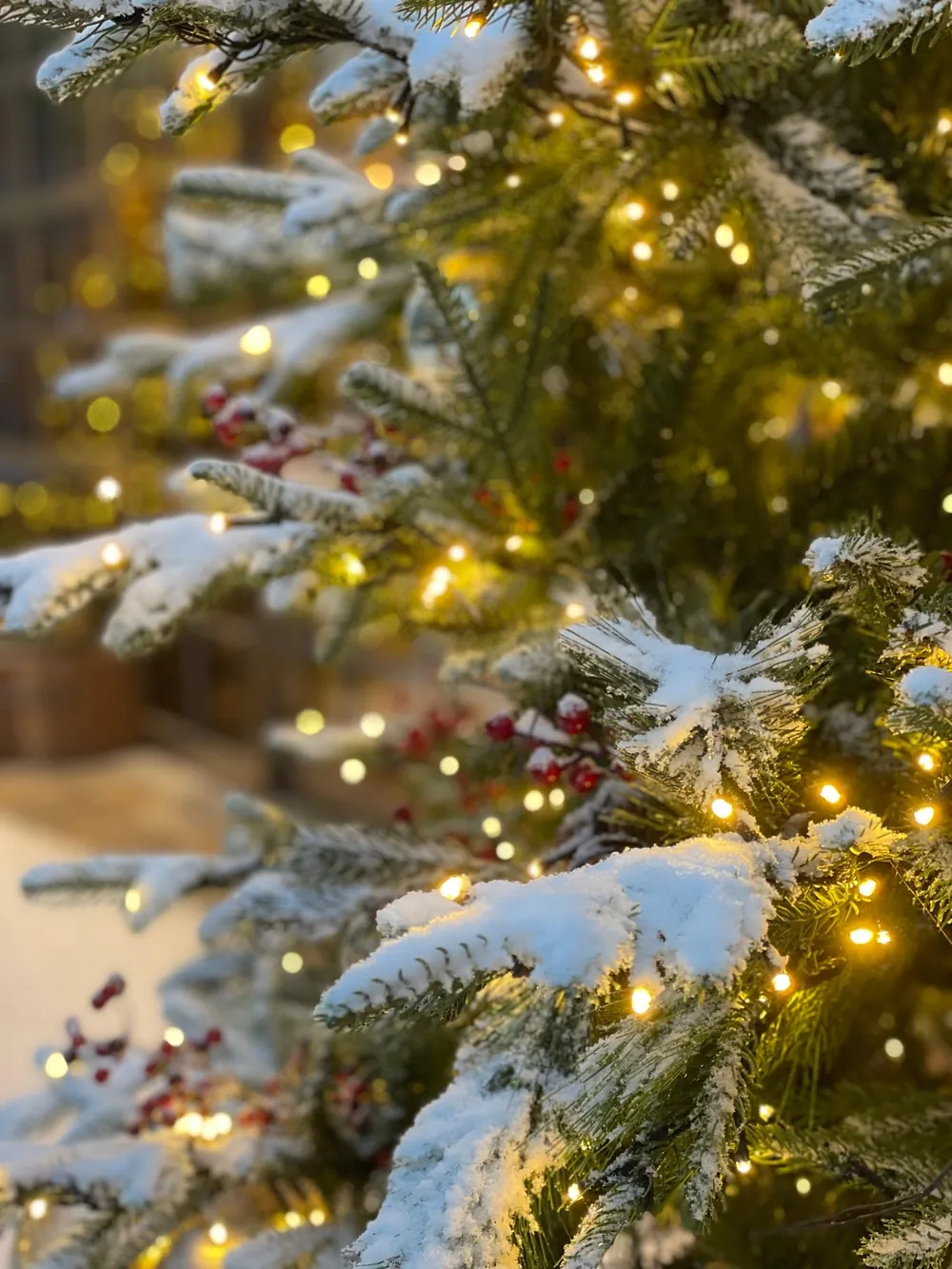 Snowy fir tree with warm Christmas lights and red berries